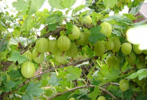 Agrastai